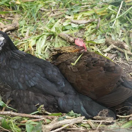 Farm *