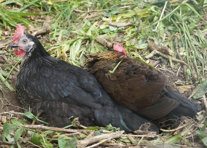 Farm *